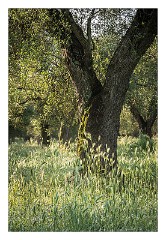 Puglia Lecce Area 014  Olive Grove and Dew on the Grasses