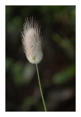 Puglia Lecce Area 015  Single Grass Head with Dew