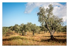 Puglia Lecce Area 016  Olive Grove with Watering System showing