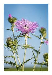 Puglia Lecce Area 030  Thistle