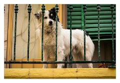 Puglia Lecce Area 038  The Dog Watching us