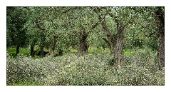Puglia Lecce Area 043  Pruning the Olive Trees.  This is done every two years.