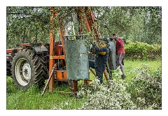 Puglia Lecce Area 044  Pruning the Olive Trees