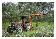 Puglia Lecce Area 045  Pruning the Olive Trees