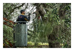 Puglia Lecce Area 046  Pruning the Olive Trees