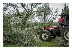 Puglia Lecce Area 047  Pruning the Olive Trees