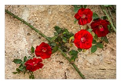 Puglia Lecce Area 066  Beautiful Roses