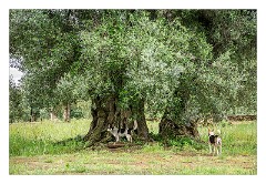 Puglia Lecce Area 067  1000 year old Olive Groves  in the Salento Peninsula