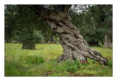 Puglia Lecce Area 068  1000 year old Olive Groves  in the Salento Peninsula