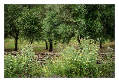 Puglia Lecce Area 069  Wild flowers and Olive Trees