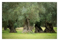 Puglia Lecce Area 070  1000 year old Olive Groves  in the Salento Peninsula