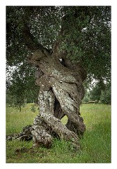 Puglia Lecce Area 071  1000 year old Olive Groves  in the Salento Peninsula