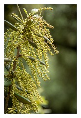 Puglia Lecce Area 072  Branch of Growing Olives