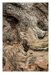 Puglia Lecce Area 073  Faces in the Olive Tree Trunks