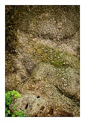 Puglia Lecce Area 074  Faces in the Olive Tree Trunks