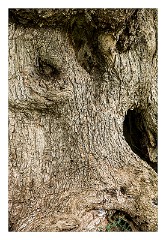 Puglia Lecce Area 075  Faces in the Olive Tree Trunks