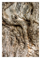 Puglia Lecce Area 076  Faces in the Olive Tree Trunks