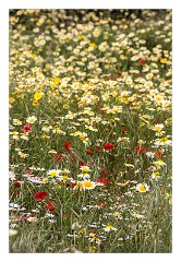 Puglia Lecce Area 078  Salento Area Abandoned Farmhouse