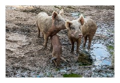 Puglia Lecce Area 089  The Farmyard!!