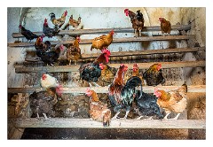 Puglia Lecce Area 090  The Farmyard!!