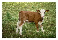 Puglia Lecce Area 091  The Farmyard!!