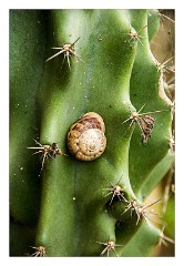 Puglia Lecce Area 093  Cactus and Snail