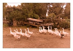 Puglia Lecce Area 094  Geese Coming Home
