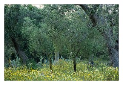 Puglia Lecce Area 096  The Olive Grove