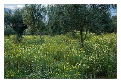 Puglia Lecce Area 097  The Olive Grove