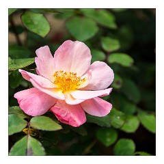 Puglia Lecce Area 102  In the Gardens of Masseria Provenzani