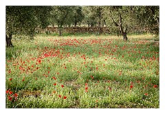 Puglia Lecce Area 110  The Early Morning Walk from Masseria Alcaini
