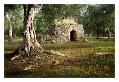 Puglia Lecce Area 111  The Early Morning Walk from Masseria Alcaini - a Southern Style Trulli
