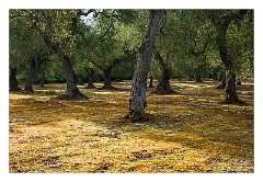 Puglia Lecce Area 112  The Early Morning Walk from Masseria Alcaini