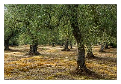 Puglia Lecce Area 113  The Early Morning Walk from Masseria Alcaini