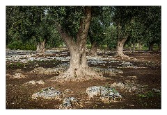 Puglia Lecce Area 114  The Early Morning Walk from Masseria Alcaini