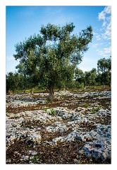 Puglia Lecce Area 115  The Early Morning Walk from Masseria Alcaini