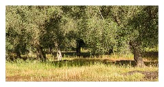 Puglia Lecce Area 116  The Early Morning Walk from Masseria Alcaini