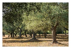 Puglia Lecce Area 119  The Early Morning Walk from Masseria Alcaini