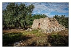 Puglia Lecce Area 120  The Early Morning Walk from Masseria Alcaini - Abandoned Trulli