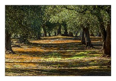 Puglia Lecce Area 121  The Early Morning Walk from Masseria Alcaini