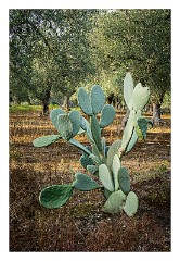 Puglia Lecce Area 124  Evening Walk around Masseria Alcaini