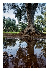 Puglia Lecce Area 125  Evening Walk around Masseria Alcaini