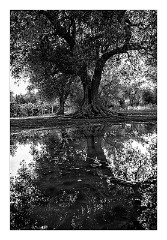 Puglia Lecce Area 126  Evening Walk around Masseria Alcaini