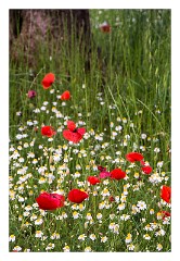 Puglia Lecce Area 127  Evening Walk around Masseria Alcaini