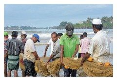 Galle 08  Pulling in the Nets for the days Catch