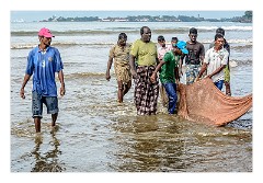 Galle 09  Pulling in the Nets for the days Catch