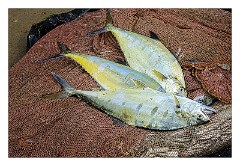 Galle 12  The Catch for the Day