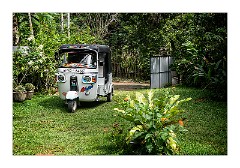 Galle 32  Their Tut Tut