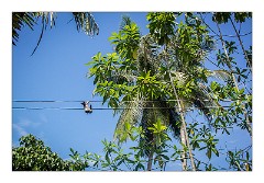 Galle 35  An Electrocuted Bat often seen on our travels