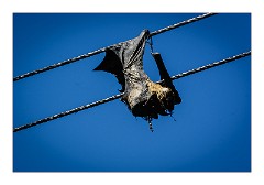 Galle 36  An Electrocuted Bat